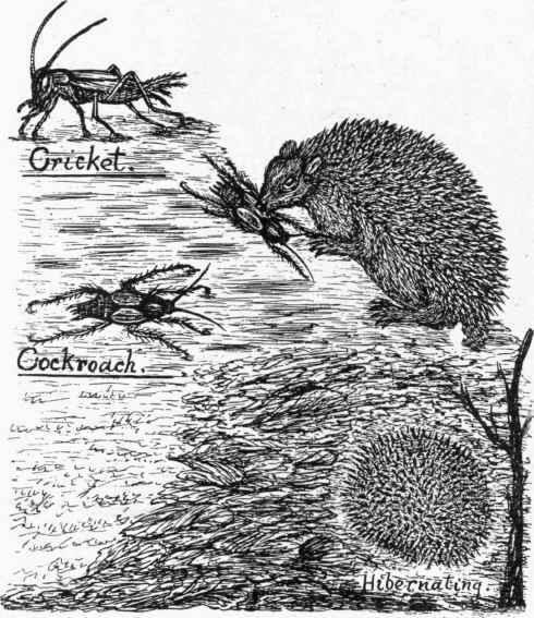 Hedgehog Burrows