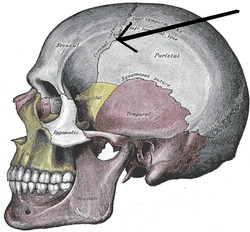 When Does Frontal Suture Closure